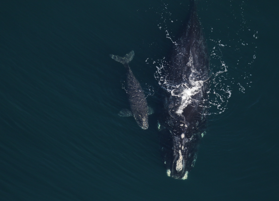 La saison 2026 établit un record de 23 naissances de baleines franches de l’Atlantique Nord