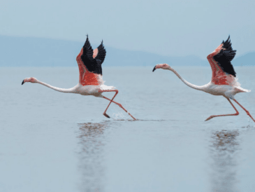 La lagune de Venise devient un refuge majeur pour les flamants roses