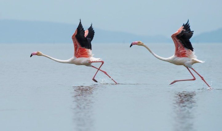 La lagune de Venise devient un refuge majeur pour les flamants roses