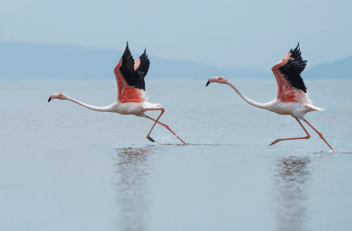 La lagune de Venise devient un refuge majeur pour les flamants roses
