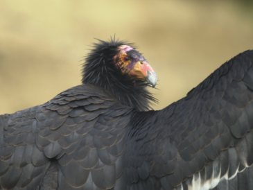 premier condor de Californie observé en Oregon depuis 122 ans