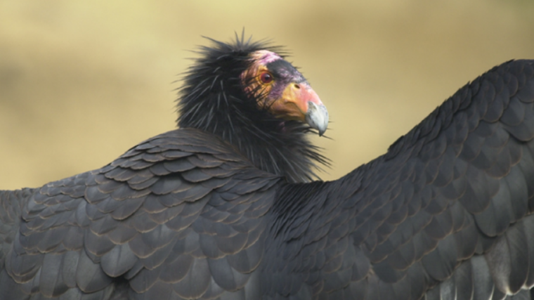 premier condor de Californie observé en Oregon depuis 122 ans