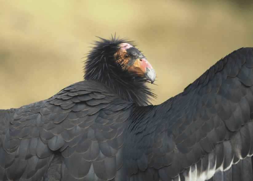 premier condor de Californie observé en Oregon depuis 122 ans