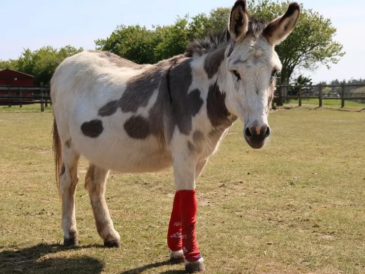 Les chaussettes des joueurs d’Arsenal trouvent une seconde vie dans un hôpital équin