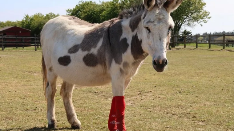 Les chaussettes des joueurs d’Arsenal trouvent une seconde vie dans un hôpital équin