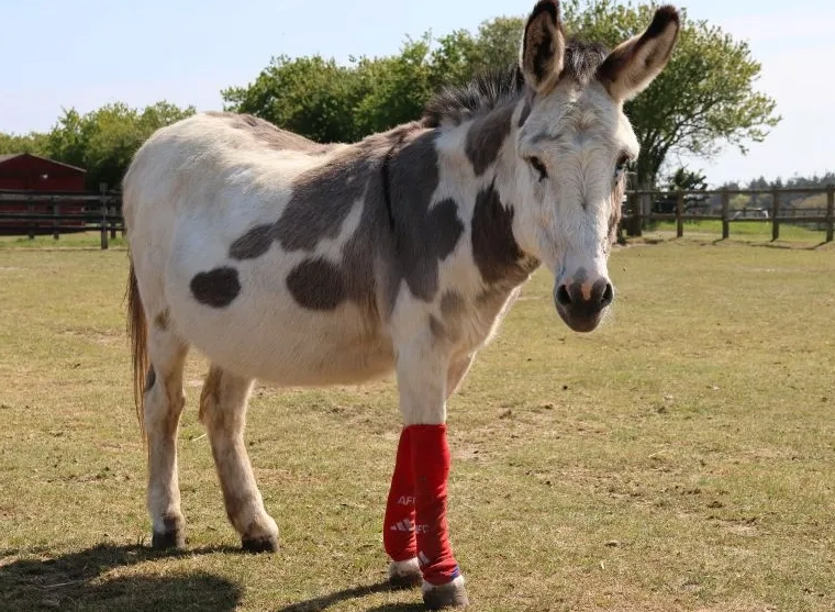 Les chaussettes des joueurs d’Arsenal trouvent une seconde vie dans un hôpital équin