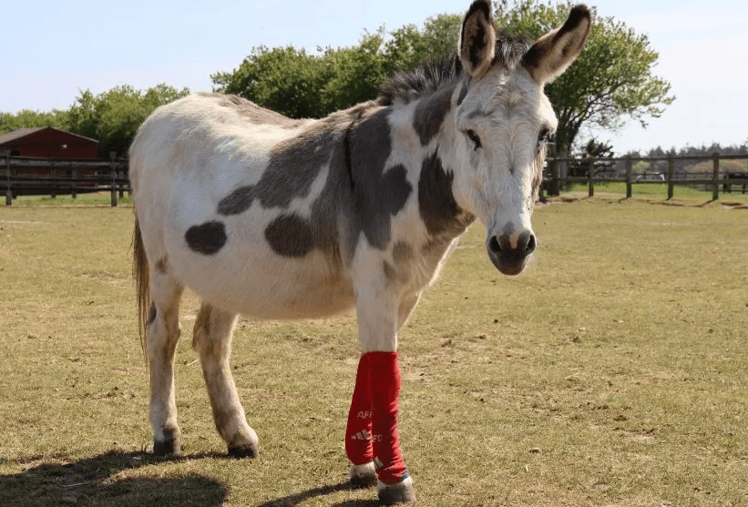 Les chaussettes des joueurs d’Arsenal trouvent une seconde vie dans un hôpital équin