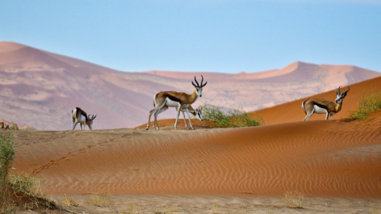 Namibia for Life, première initiative africaine de financement pérenne pour la conservation