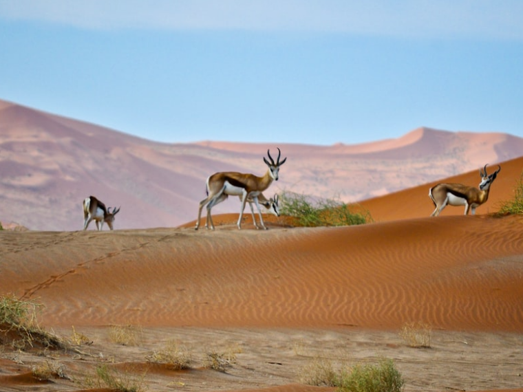 Namibia for Life, première initiative africaine de financement pérenne pour la conservation