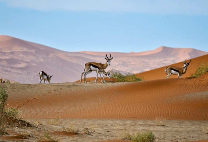 Namibia for Life, première initiative africaine de financement pérenne pour la conservation