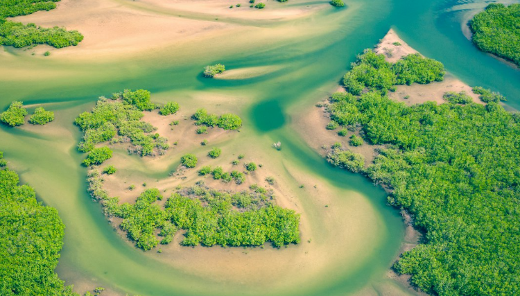 Les mangroves se régénèrent après des décennies de destruction par l'homme