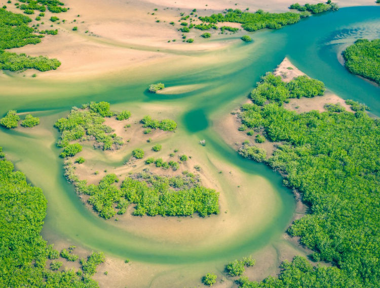 Les mangroves se régénèrent après des décennies de destruction par l'homme