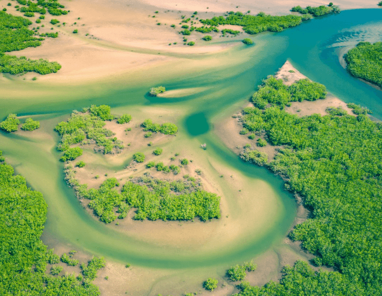 Les mangroves se régénèrent après des décennies de destruction par l'homme