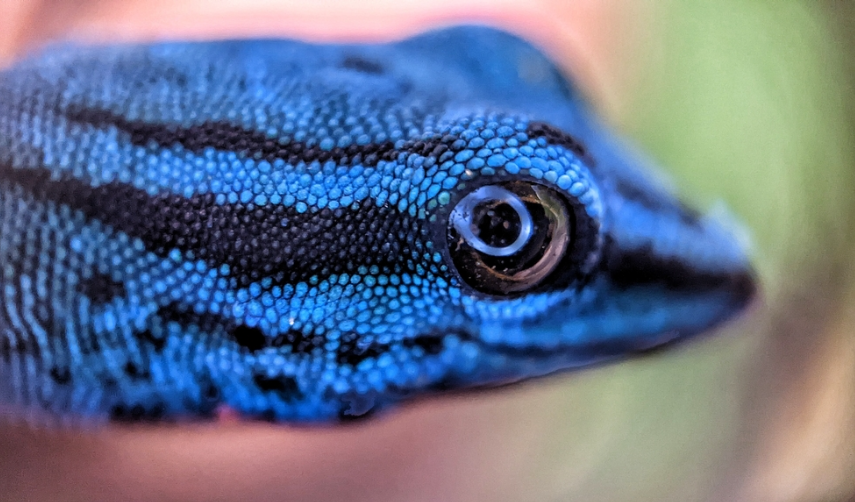 Le gecko bleu de Tanzanie retrouve son habitat naturel