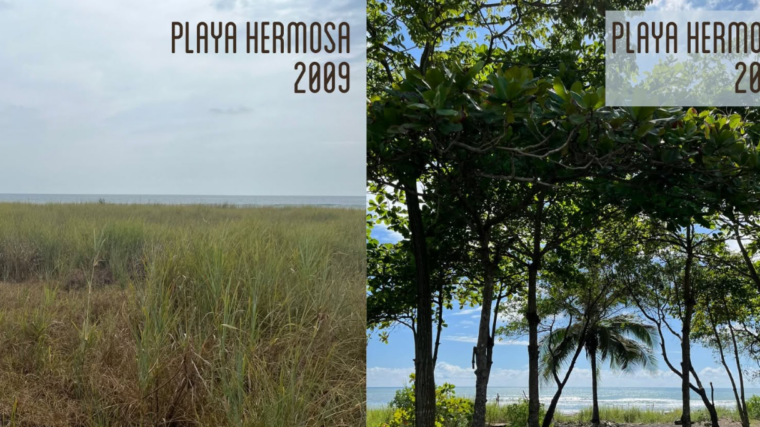 Costa Rica : 100 000 arbres redonnent vie aux plages du Pacifique
