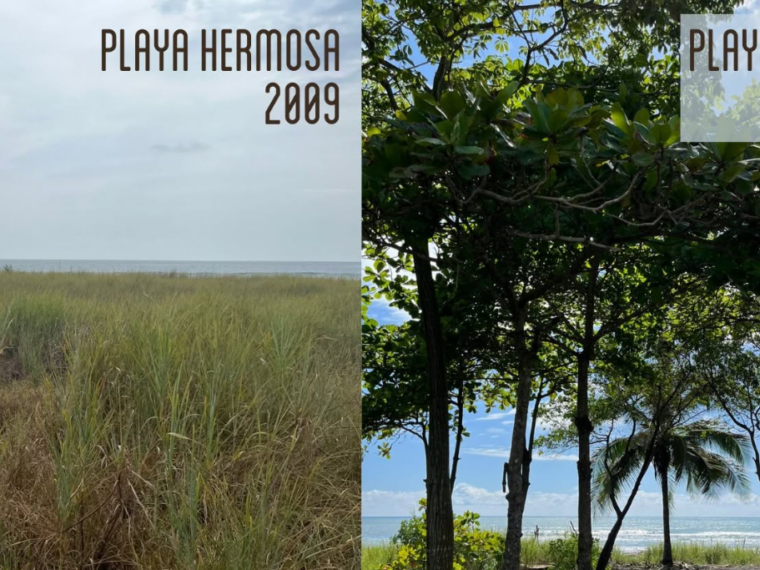 Costa Rica : 100 000 arbres redonnent vie aux plages du Pacifique