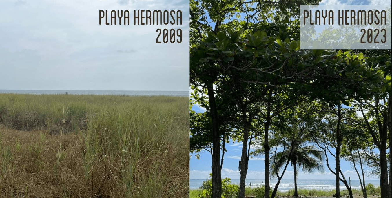 Costa Rica : 100 000 arbres redonnent vie aux plages du Pacifique