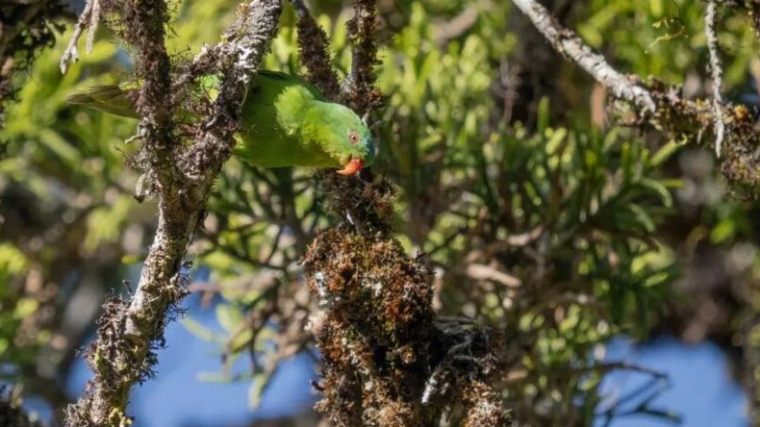 Le Lori de Buru refait surface dans les montagnes indonésiennes