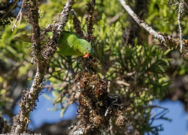 Le Lori de Buru refait surface dans les montagnes indonésiennes