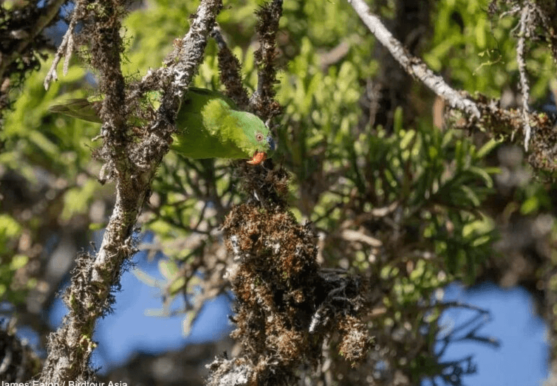 Le Lori de Buru refait surface dans les montagnes indonésiennes