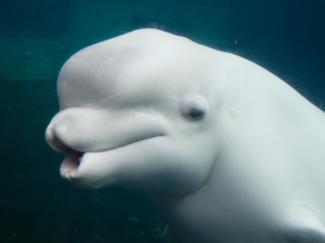 Le Canada valide le transfert de 30 bélugas de Marineland vers l’Espagne et les États-Unis