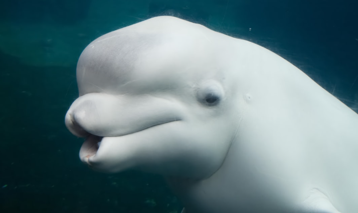 Le Canada valide le transfert de 30 bélugas de Marineland vers l’Espagne et les États-Unis