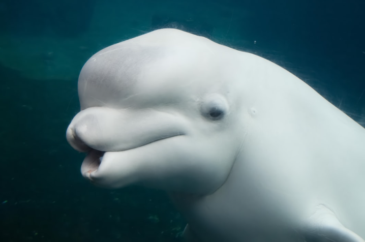 Le Canada valide le transfert de 30 bélugas de Marineland vers l’Espagne et les États-Unis