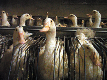 Portland interdit la vente de foie gras issu du gavage.