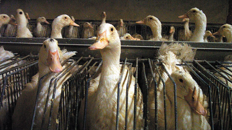 Portland interdit la vente de foie gras issu du gavage.