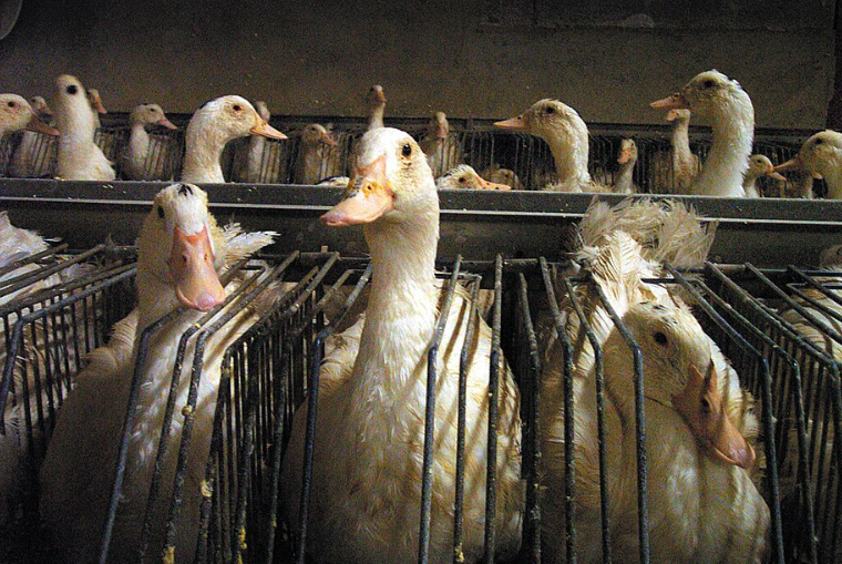 Portland interdit la vente de foie gras issu du gavage.