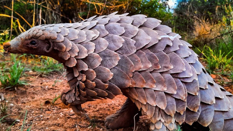 Sauvetage exceptionnel d’un bébé pangolin victime du trafic