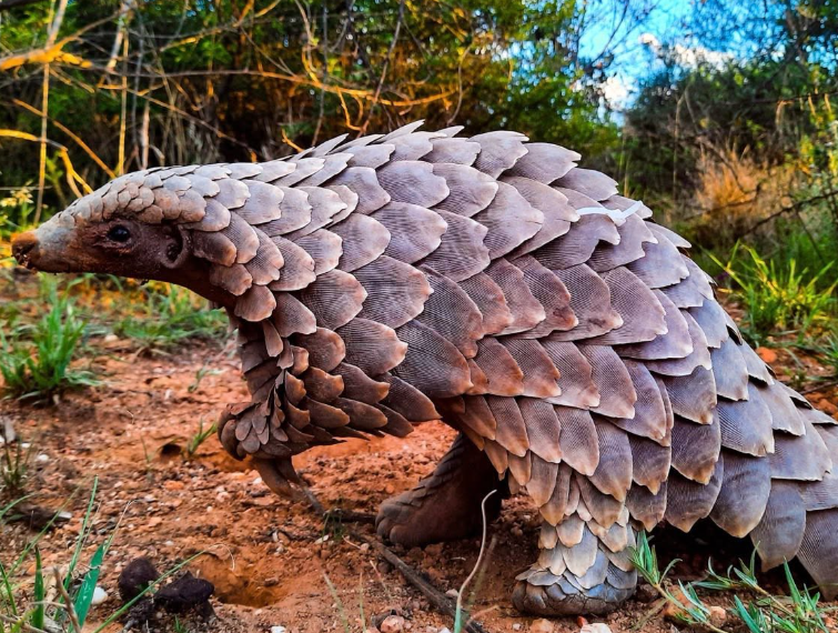 Sauvetage exceptionnel d’un bébé pangolin victime du trafic