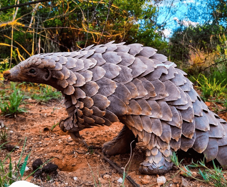Sauvetage exceptionnel d’un bébé pangolin victime du trafic