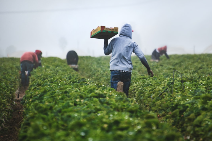 La Chine suspend un projet autoroutier menaçant l’habitat du bécasseau spatule
