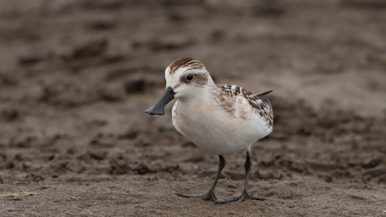 La Chine suspend un projet autoroutier menaçant l’habitat du bécasseau spatule