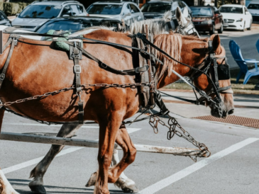 Philadelphie interdit les calèches à chevaux