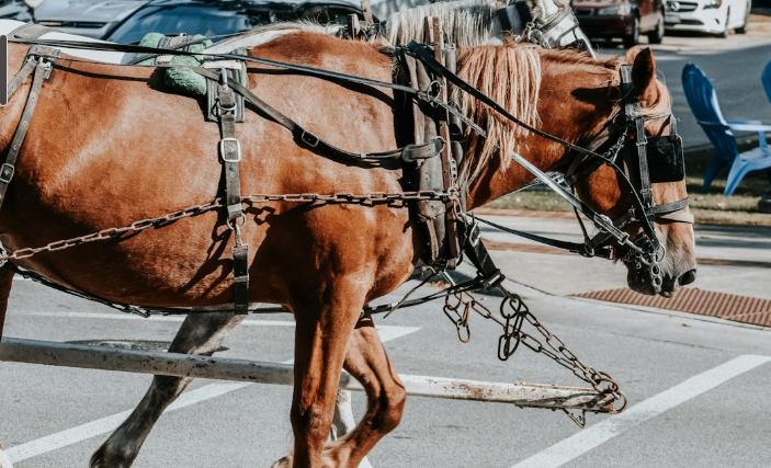 Philadelphie interdit les calèches à chevaux