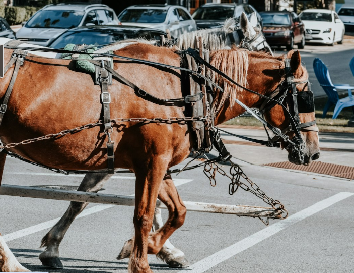 Philadelphie interdit les calèches à chevaux
