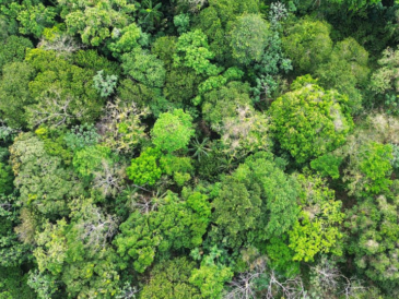 Neuf réserves biologiques forestières sont créées ou étendues en France