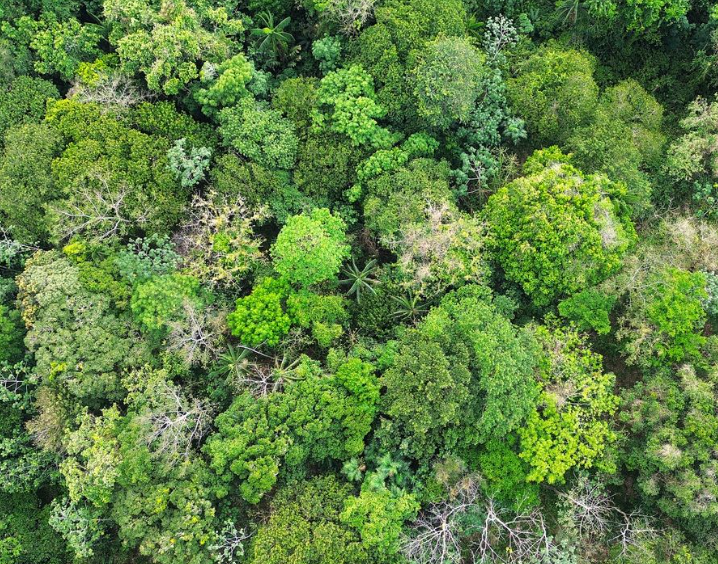 Neuf réserves biologiques forestières sont créées ou étendues en France