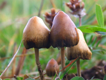 La psilocybine pourrait offrir de nouvelles pistes dans la recherche sur Alzheimer.