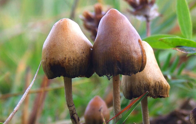 La psilocybine pourrait offrir de nouvelles pistes dans la recherche sur Alzheimer.