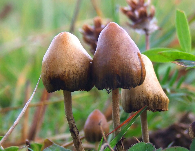 La psilocybine pourrait offrir de nouvelles pistes dans la recherche sur Alzheimer.
