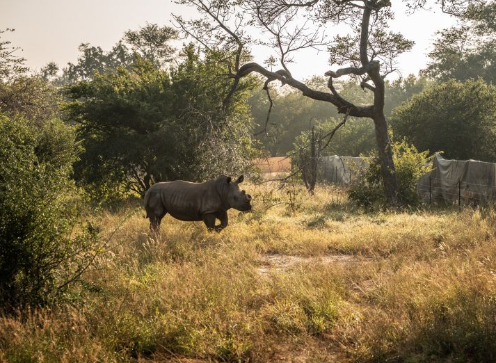 les dernières femelles rhinocéros arrivent au parc national de Zinave
