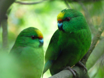 En Nouvelle-Zélande, Nacho et Trixie ont donné naissance à 55 poussins de Kakariki karaka