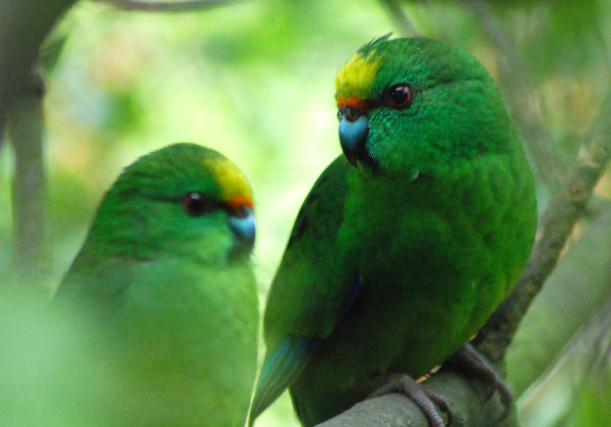 En Nouvelle-Zélande, Nacho et Trixie ont donné naissance à 55 poussins de Kakariki karaka