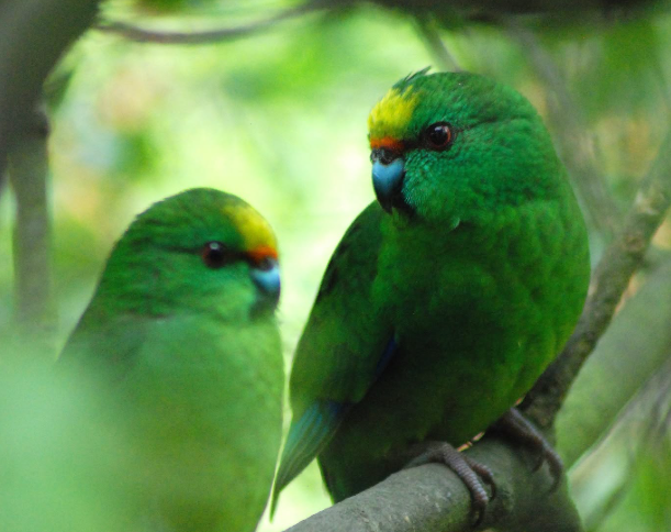 En Nouvelle-Zélande, Nacho et Trixie ont donné naissance à 55 poussins de Kakariki karaka