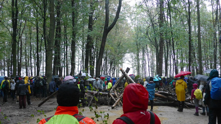 La forêt de Hambach devient officiellement une réserve naturelle en Allemagne