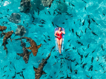À Okinawa, les touristes participent au suivi des requins et des raies grâce à un programme de plongée scientifique citoyenne