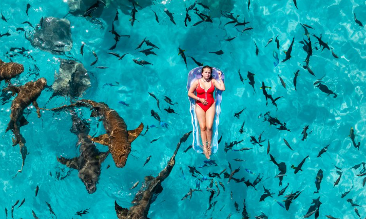 À Okinawa, les touristes participent au suivi des requins et des raies grâce à un programme de plongée scientifique citoyenne